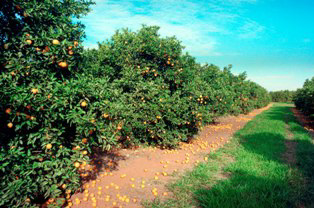 LARANJAL