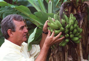 EMBRAPA - BANANAS