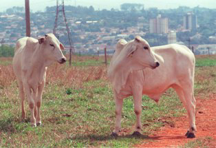 GADO PASTANDO